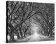 Evergreen Plantation, new alley-William Guion-Stretched Canvas