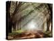 Evergreen Plantation-Mike Jones-Premier Image Canvas