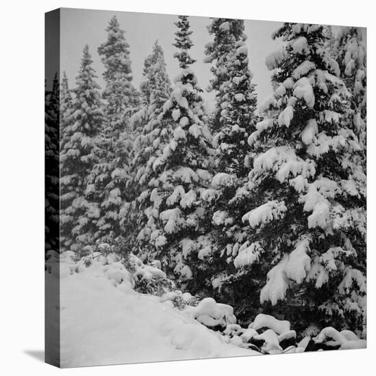 Evergreen Trees after early Fall Blizzard on Independence Pass, Colorado, 1941-Marion Post Wolcott-Premier Image Canvas