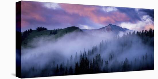 Evergreens Fog-Dan Ballard-Stretched Canvas