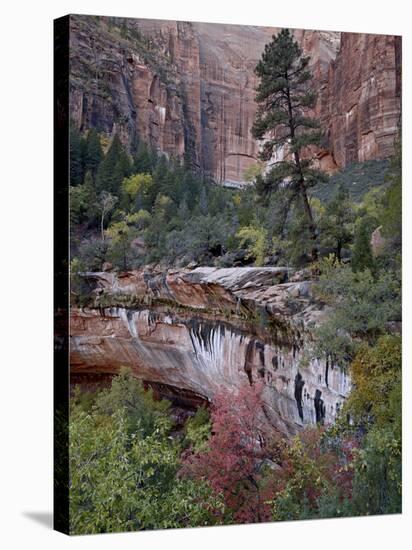 Evergreens, Red Maples, and Red Rock on the Emerald Pools Trail, Zion National Park, Utah, USA-James Hager-Premier Image Canvas