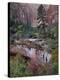 Evergreens, Red Maples, and Red Rock on the Emerald Pools Trail, Zion National Park, Utah, USA-James Hager-Premier Image Canvas