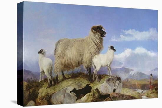 Ewe and Lambs-Richard Ansdell-Premier Image Canvas