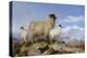 Ewe and Lambs-Richard Ansdell-Premier Image Canvas