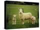 Ewe and Twin Lambs on Sheep Farm, Marlborough, South Island, New Zealand-Julia Thorne-Premier Image Canvas