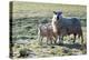 Ewes and Lambs at Springtime on the Mynydd Epynt Range, Powys, Wales, United Kingdom, Europe-Graham Lawrence-Premier Image Canvas