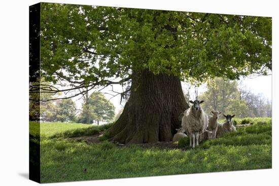 Ewes and Lambs under Shade of Oak Tree, Chipping Campden, Cotswolds, Gloucestershire, England-Stuart Black-Premier Image Canvas