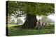 Ewes and Lambs under Shade of Oak Tree, Chipping Campden, Cotswolds, Gloucestershire, England-Stuart Black-Premier Image Canvas