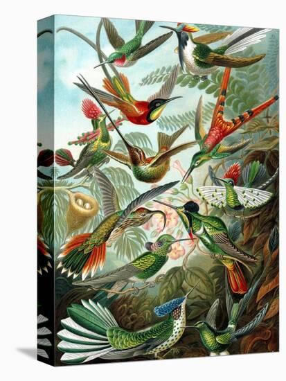 Example from the Family Trochilidae, 'Kunstformen Der Natur', 1899-Ernst Haeckel-Premier Image Canvas