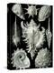 Examples of Prosranchia - Shells from a Variety of Prosobranch Gastropods, from 'Kunstformen Der…-Ernst Haeckel-Premier Image Canvas