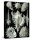 Examples of Prosranchia - Shells from a Variety of Prosobranch Gastropods, from 'Kunstformen Der…-Ernst Haeckel-Premier Image Canvas