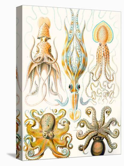 Examples of Various Cephalopods 'Kunstformen Der Natur', 1899-Ernst Haeckel-Premier Image Canvas