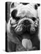 Excellent Close Up of English Bulldog at Morris and Essex Dog Show-Alfred Eisenstaedt-Premier Image Canvas