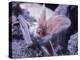 Excellent Close Up of the Spotted Bat-Nina Leen-Premier Image Canvas