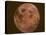 Excellent Closeup of a Full Moon-null-Premier Image Canvas