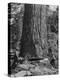 Excellent Set Showing Lumberjacks Working in the Forests, Sawing and Chopping Trees-J^ R^ Eyerman-Premier Image Canvas