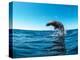 Excited California sea lion (Zalophus californianus), leaping from the water, Isla San Pedro Martir-Michael Nolan-Premier Image Canvas