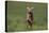 Excited Weimaraner Running in Field-DLILLC-Premier Image Canvas