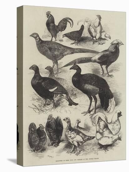 Exhibition of Game Birds and Bantams at the Crystal Palace-Harrison William Weir-Premier Image Canvas