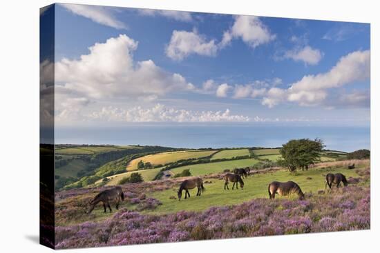 Exmoor Ponies Grazing on Heather Covered Moorland on Porlock Common, Exmoor, Somerset-Adam Burton-Premier Image Canvas