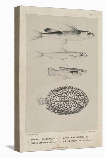 Exocoetus Hillianus, Clupea Lamprotaenia, Poecilia Melapleura and Monochirus Inscriptus, 1851-Philip Henry Gosse-Premier Image Canvas