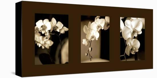 Exotic Blooms-Cinzia Ryan-Stretched Canvas