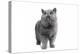 Exotic Cat-Fabio Petroni-Premier Image Canvas