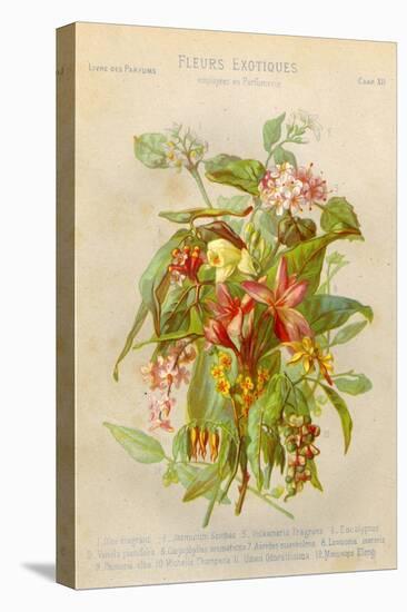 Exotic Flowers Used in Making Perfumes, Including Jasmine, Eucalyptus, Vanilla and Mimosa-null-Stretched Canvas