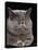 Exotic Grey Cat, Sleeping-Adriano Bacchella-Premier Image Canvas