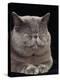 Exotic Grey Cat, Sleeping-Adriano Bacchella-Premier Image Canvas