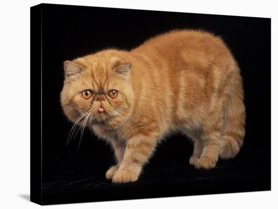 Exotic Red Cat, Portrait-Adriano Bacchella-Premier Image Canvas