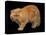 Exotic Red Cat, Portrait-Adriano Bacchella-Premier Image Canvas