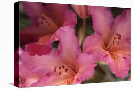 Exotic Rhodies II-Rita Crane-Premier Image Canvas