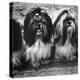 Expensive Little Chinese Dogs Shih Tzus Once Owned Only by Royalty-Yale Joel-Premier Image Canvas