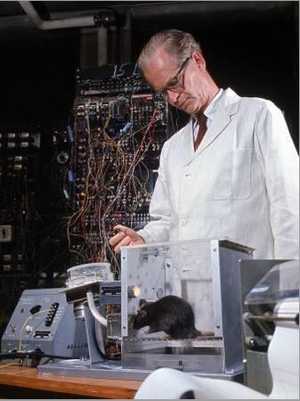 Experimental Psychologist B. Frederic Skinner Training Brown Rats