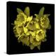 Explosion In Yellow - Daffodils-Magda Indigo-Stretched Canvas