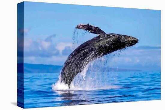 Exposive Breach of a Humpback Whale in Lahaina on Maui.-Manuel Balesteri-Premier Image Canvas