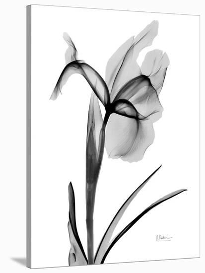 Expressed Iris 2-Albert Koetsier-Premier Image Canvas