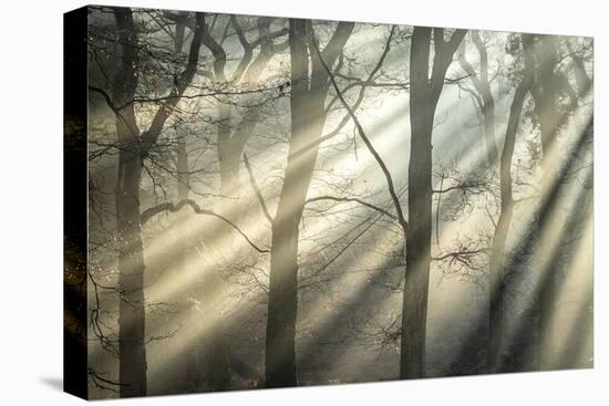 Exquisite Light-Matt Roseveare-Stretched Canvas