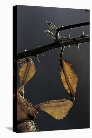 Extatosoma Tiaratum (Giant Prickly Stick Insect) - Leg-Paul Starosta-Premier Image Canvas