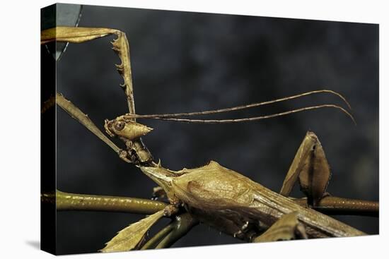 Extatosoma Tiaratum (Giant Prickly Stick Insect) - Male-Paul Starosta-Premier Image Canvas