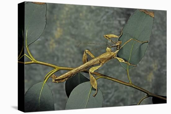 Extatosoma Tiaratum (Giant Prickly Stick Insect) - Male-Paul Starosta-Premier Image Canvas