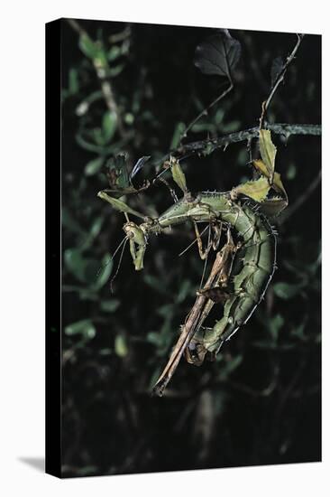 Extatosoma Tiaratum (Giant Prickly Stick Insect) - Mating-Paul Starosta-Premier Image Canvas