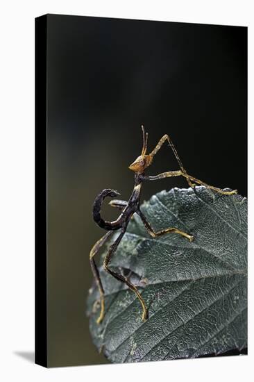 Extatosoma Tiaratum (Giant Prickly Stick Insect) - Very Young Larva-Paul Starosta-Premier Image Canvas