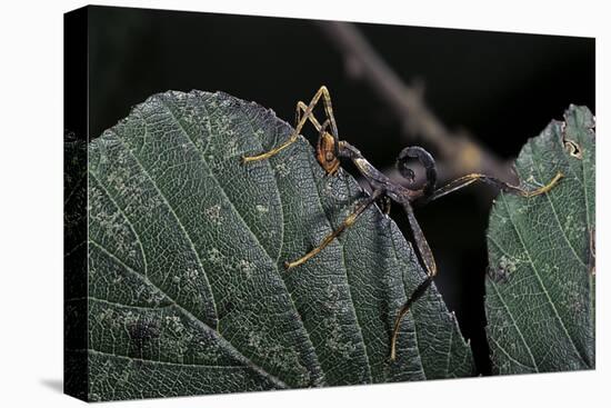 Extatosoma Tiaratum (Giant Prickly Stick Insect) - Very Young Larva-Paul Starosta-Premier Image Canvas