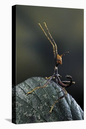 Extatosoma Tiaratum (Giant Prickly Stick Insect) - Very Young Larva-Paul Starosta-Premier Image Canvas