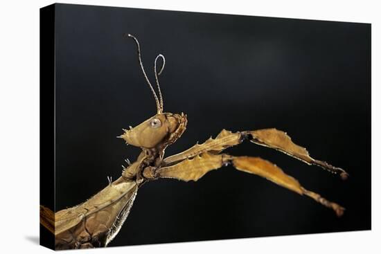 Extatosoma Tiaratum (Giant Prickly Stick Insect)-Paul Starosta-Premier Image Canvas