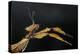 Extatosoma Tiaratum (Giant Prickly Stick Insect)-Paul Starosta-Premier Image Canvas
