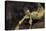 Extatosoma Tiaratum (Giant Prickly Stick Insect)-Paul Starosta-Premier Image Canvas