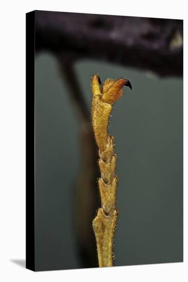 Extatosoma Tiaratum (Phasme) - End of Leg-Paul Starosta-Premier Image Canvas